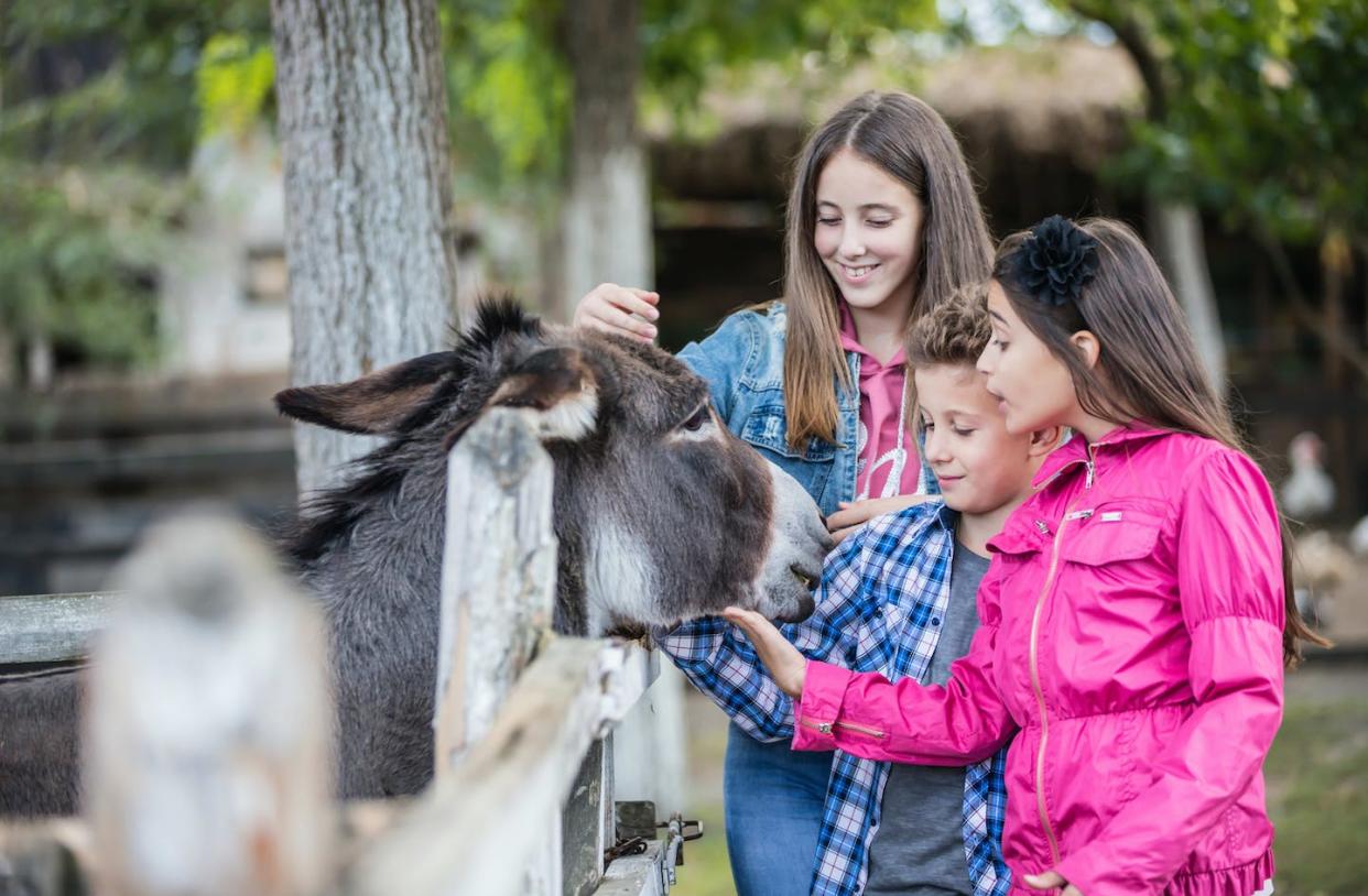 <a href="https://www.shutterstock.com/es/image-photo/happy-children-having-fun-farm-ranch-1891692028" rel="nofollow noopener" target="_blank" data-ylk="slk:Jovica Varga / Shutterstock;elm:context_link;itc:0;sec:content-canvas" class="link ">Jovica Varga / Shutterstock</a>