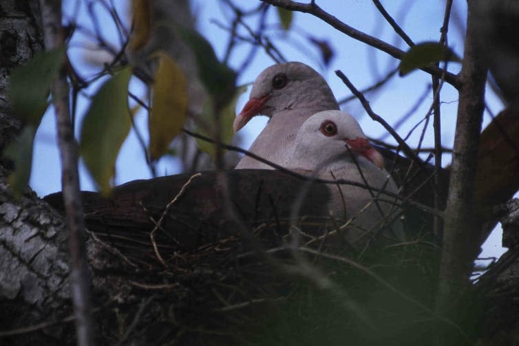 Two pigeons in a nest
