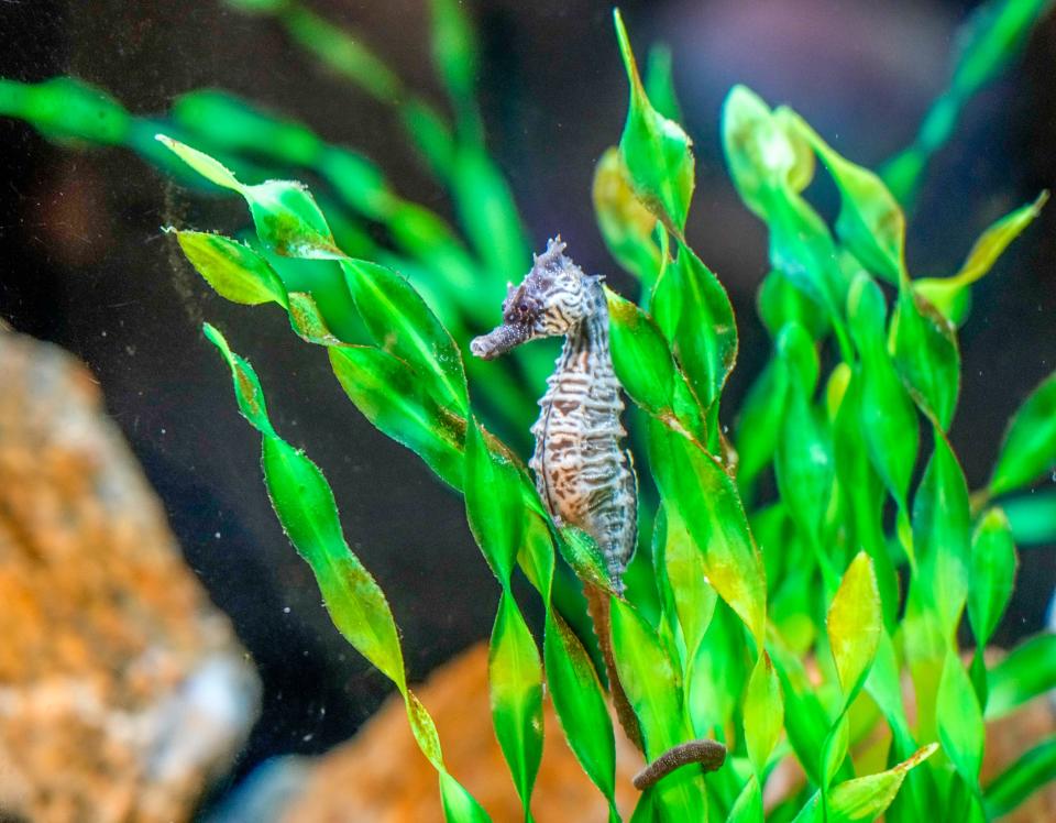 The seahorses that are among the new attractions at the Audubon Society's Nature Center & Aquarium in Bristol were found off Tiverton last September by students from Roger Williams University.