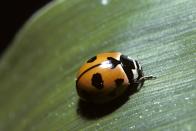 <p><strong>Nine-spotted Ladybird Beetle</strong></p><p>The Empire State's insect has a fancy name, but its really just a ladybug. </p>