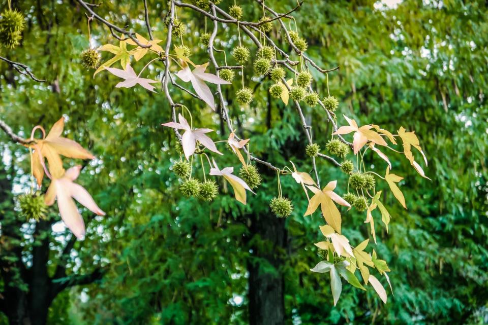 Leaves and blossoms of a sweetgum tree