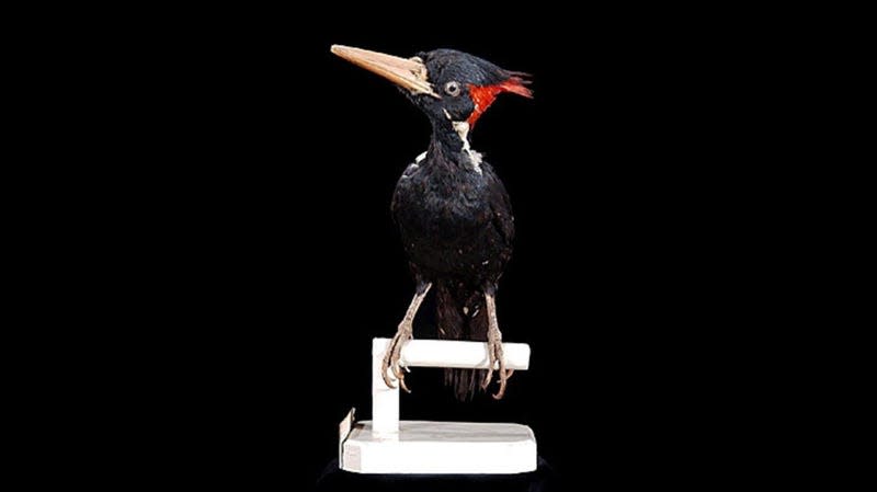 A taxidermy ivory-billed woodpecker, a species which has sparked intrigue and exasperation for nearly a century.