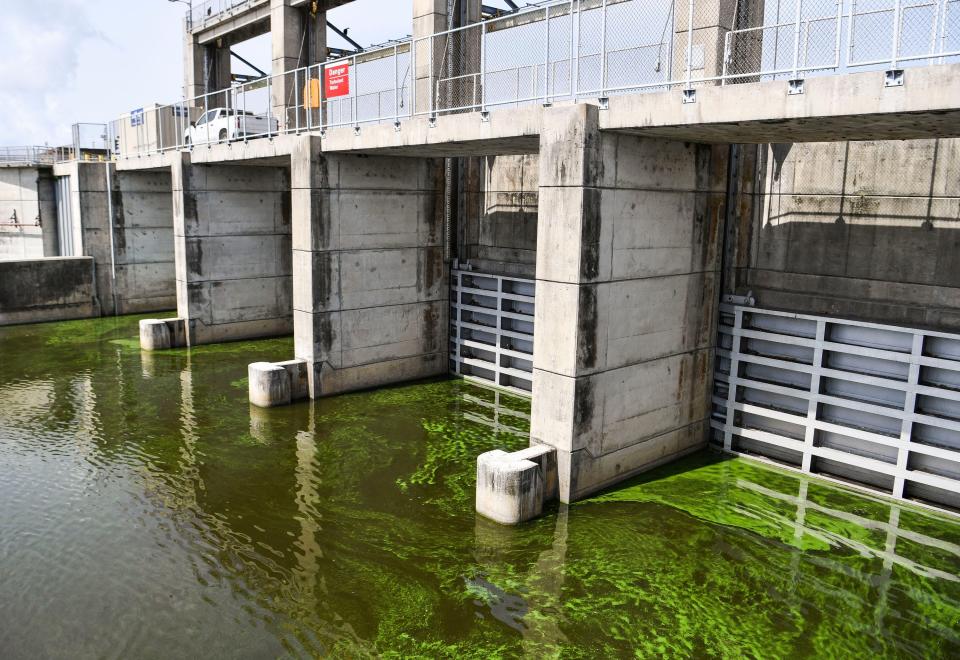 Lake Okeechobee water coated in cyanobacteria, or "blue-green algae", gathers around the Port Mayaca Lock and Dam, the structure that moves water from the lake into the C-44 Canal and the St. Lucie River on Friday, June 30, 2023, in Martin County.