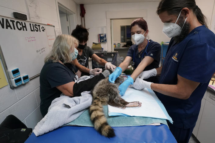 Veterinarians, Jamie Peyton, second from right, and Eric Johnson, right, work with the staff from the Gold Country Wildlife Rescue, Sallysue Stein, left, and Dana Fasolette, second from left, in treating a raccoon for burns at the center in Auburn, Calif., Saturday, Oct. 2, 2021. Many animals were brought to Gold Country from recent wildfires in California .(AP Photo/Rich Pedroncelli)