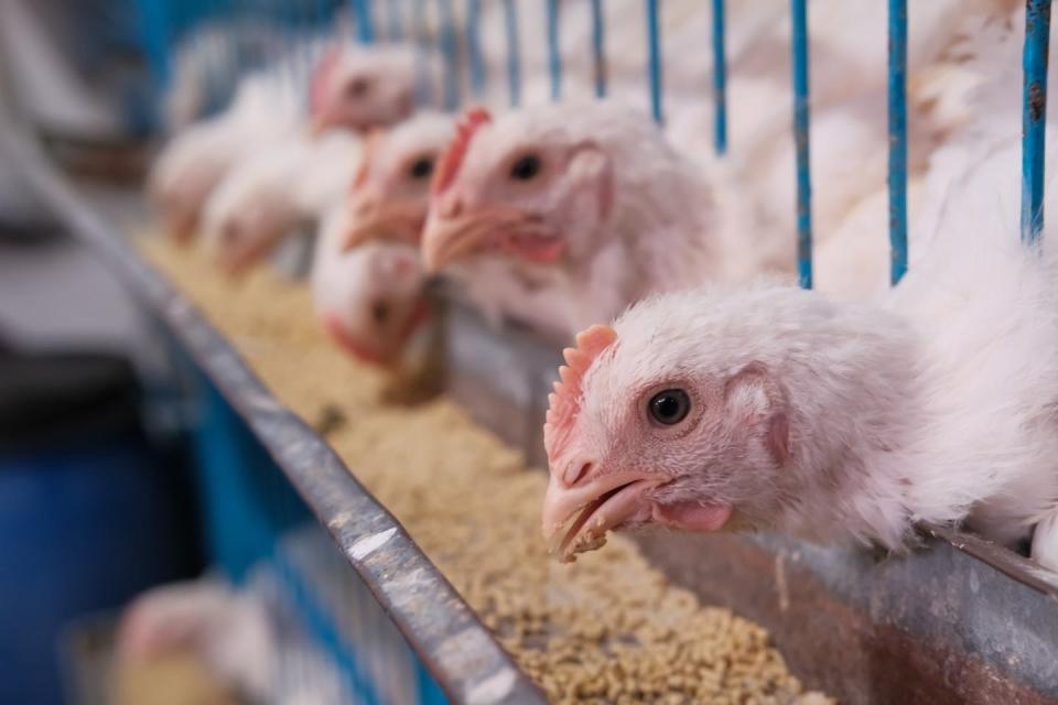 Granja de pollos en los Altos de Jalisco, México.