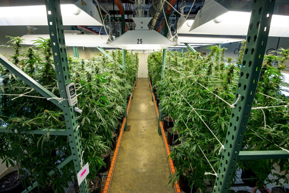 Image; Indoor cultivation of marijuana at the University of Mississippi. (University of Mississippi)