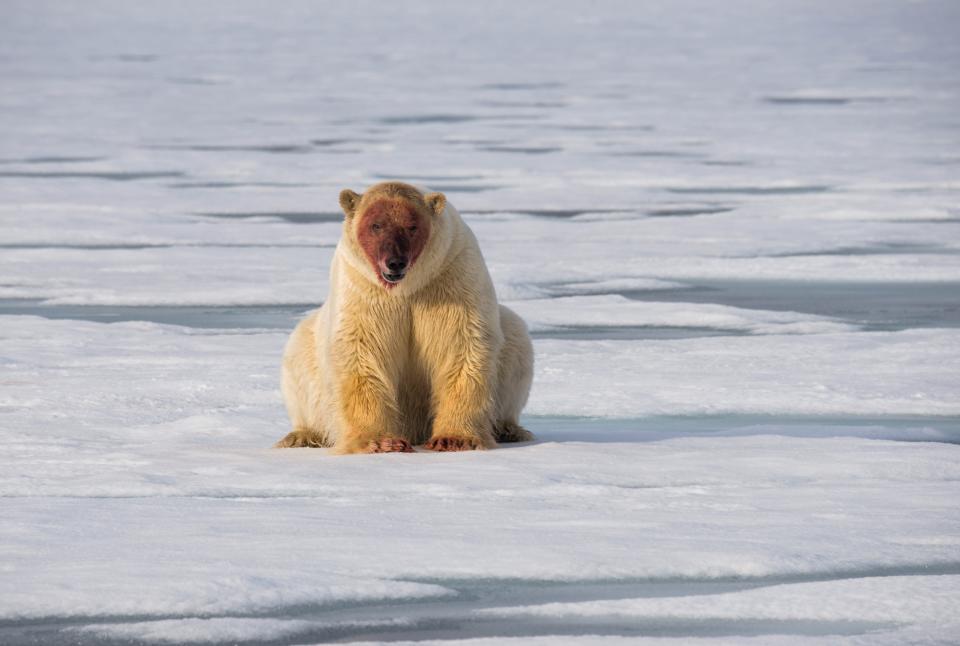 Portrait of Polar Bear (Ursus maritimus) on snow, Longyearbyen, Svalbard and Jan Mayen Islands