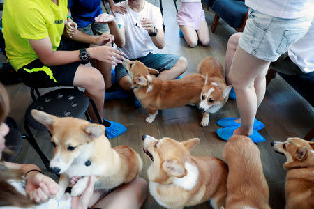 Corgi dogs play with customers at Corgi in the Garden cafe in Bangkok, Thailand, March 15, 2019. REUTERS/Soe Zeya Tun