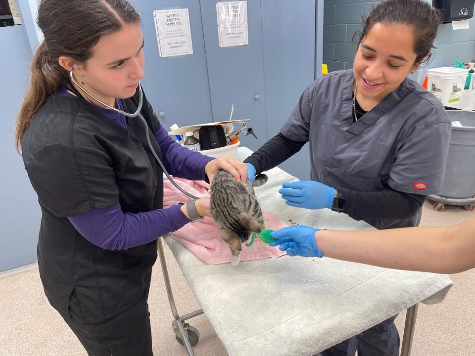 Bergen Community College and the Bergen County Animal Shelter are partnering together to help give students experience and necessary care for the animals before they are adopted.