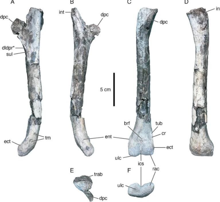 El proceso de trabajo tuvo diversas etapas; primero, se realizó un estudio anatómico de detalle de los huesos hallados 