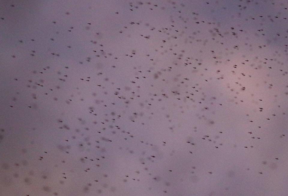 Midges, also known as lake flies, fly over Lake Michigan near Doctors Park in Fox Point on Wednesday, October 10, 2018.  -  Photo by Mike De Sisti / Milwaukee Journal Sentinel