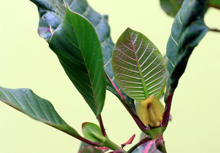 A close up of the cinchona leaf from the home of researcher Roque Rodriguez in Trujillo