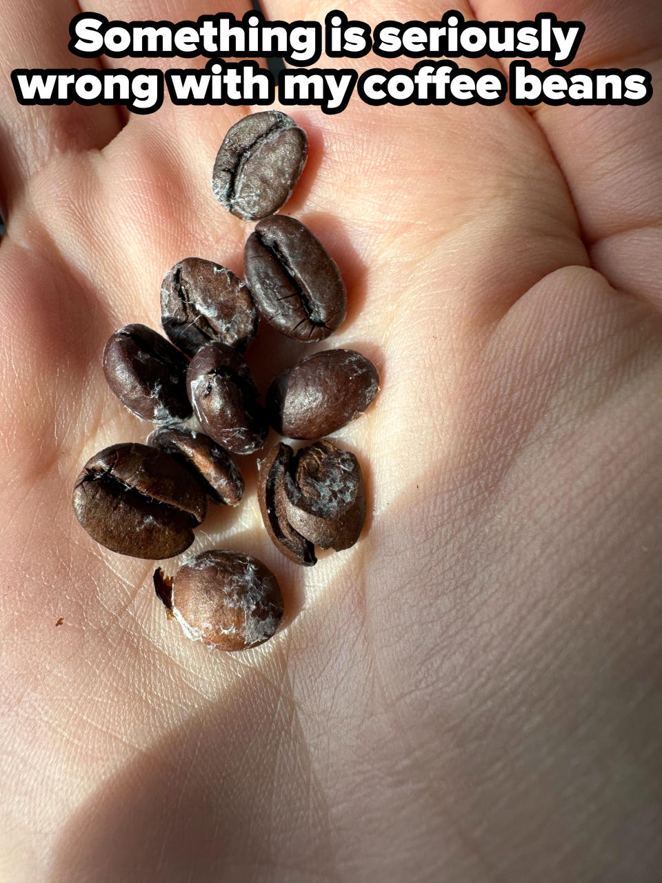 Coffee beans in someone's palm