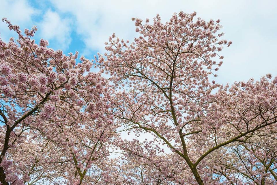 彩虹街區（Image Source : Getty Creative/iStockphoto）