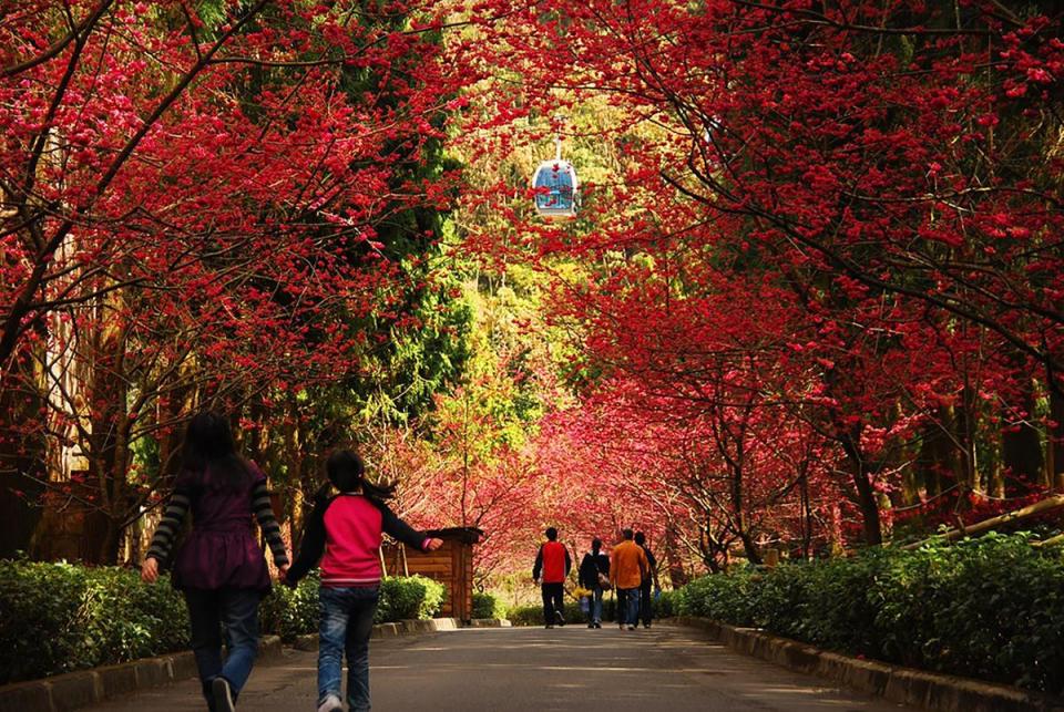 全台人氣第三名的「九族文化村」種植有5千多株櫻花樹，為日本海外認證的賞櫻名所。（雄獅旅遊提供）