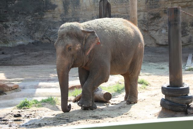 <p>San Antonio Zoo</p>