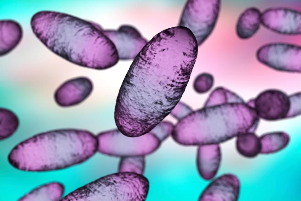 A New Mexico man has died of complications from the bubonic plague, marking the state’s first recorded case of the disease since 2021. Dr_Microbe – stock.adobe.com