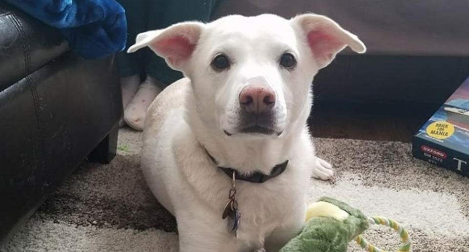 A family has been left devastated and searching for answers after their dog Moses was mistakenly put down by animal control. Source: GoFundMe/ Justice for Moses