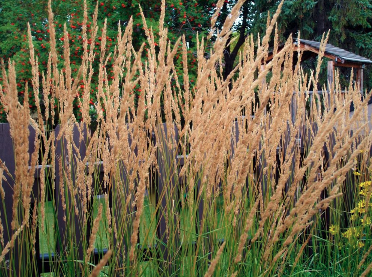 Avalanche feather reed grass, lawn alternatives