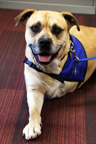 <p>Shrinerâ€™s Childrenâ€™s Lexington</p> Chance a rescue dog and therapy dog at Shriners Children's Lexington