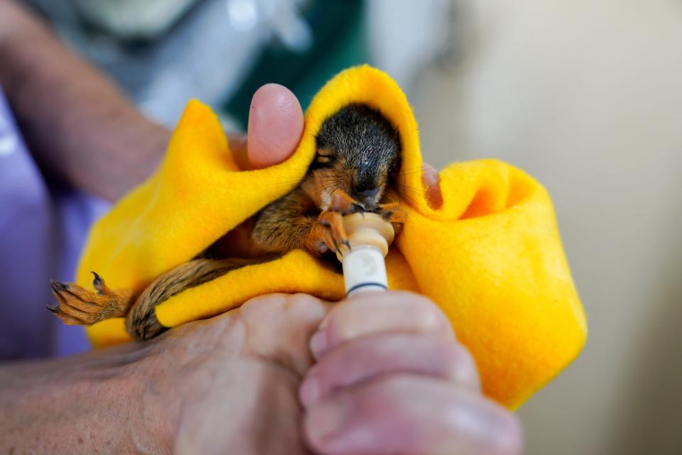 Keirstie Carducci, 65, of Ottawa Lake, feeds an injured squirrel, who is in the intensive care unit in her barn in Ottawa Lake on Thursday, June 29, 2023. Carducci has an intensive care unit section of her barn for animals that need extra monitoring before they can be moved to larger cages.