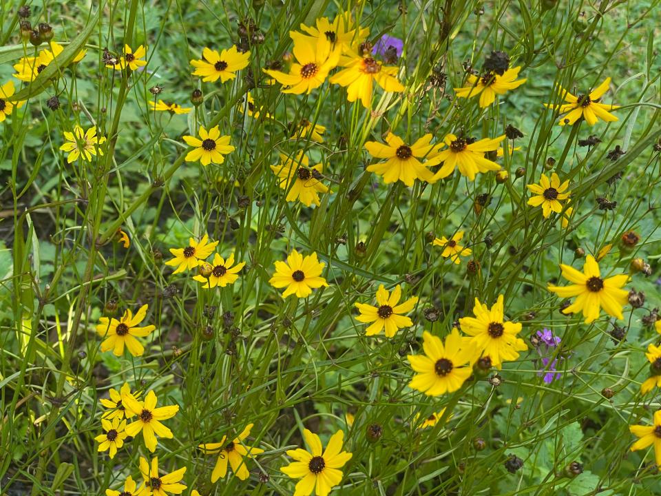 Coreopsis flowers make a showy addition to a native Florida garden.