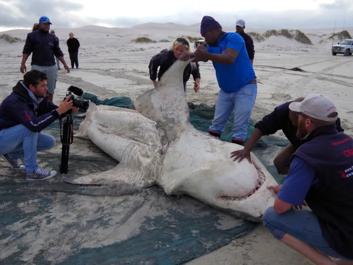 People inspect the carcass of a great white shark.