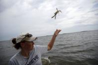 Researcher Keira Heggie from the Smithsonian Environmental Research Center (SERC) releases a crab back into the water after tagging it with a plastic marker as part of a study in the Nanticoke River, a tributary of the Chesapeake Bay, near Tyaskin, Maryland August 25, 2015. REUTERS/Jonathan Ernst