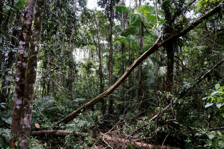 A major global study has found that market-based approaches to conserving forests had achieved little progress in halting deforestation and in some cases worsened economic inequality. (Ludovic MARIN)