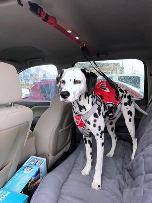 A backseat dog zipline