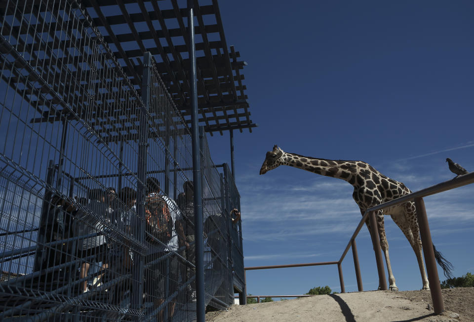 Children visit Benito the giraffe at the city run Central Park, in Ciudad Juarez, Mexico, Tuesday, June 13, 2023. Activists are working to get Benito, a 3-year-old male giraffe who arrived in May, removed from the small enclosure in the Mexican border city. Activists say it is cruel to keep the giraffe in the small fenced enclosure, by himself alone, with only about a half-acre to wander and few trees to nibble, in a climate he’s not used to. (AP Photo/Christian Chavez)