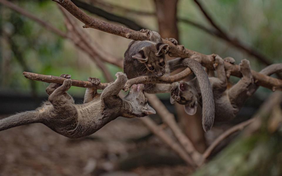 A distant relative of the mongoose, the fossa is a slender, cat-like mammal that's only found in the forests of Madagascar - Chester Zoo