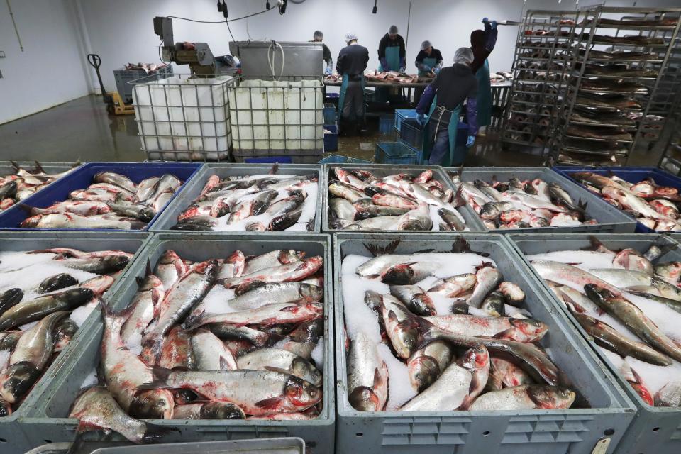 Asian carp are processed at Two Rivers Fisheries in Wickliffe, Ky., Feb. 11, 2020. The state of Illinois is unveiling a market-tested rebranding campaign to make the fish appealing to consumers.