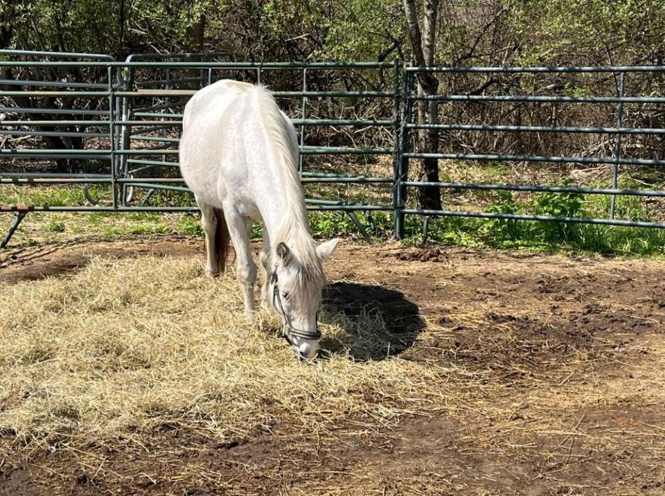 Lilly nibbles food at a Massachusetts Society for the Prevention of Cruelty to Animals farm in Meuthen. Lilly is among nine ponies that were rescued from a Berkley horse breeder who is facing 13 charges of animal cruelty.