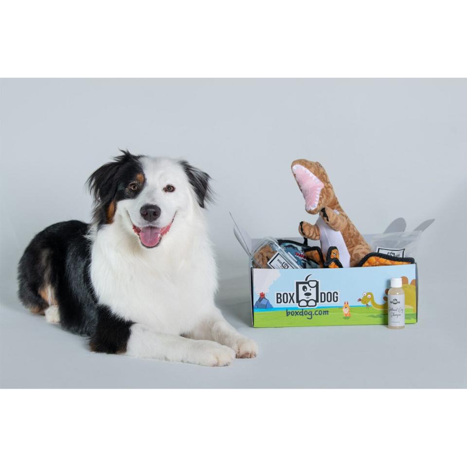 box dog subscription box