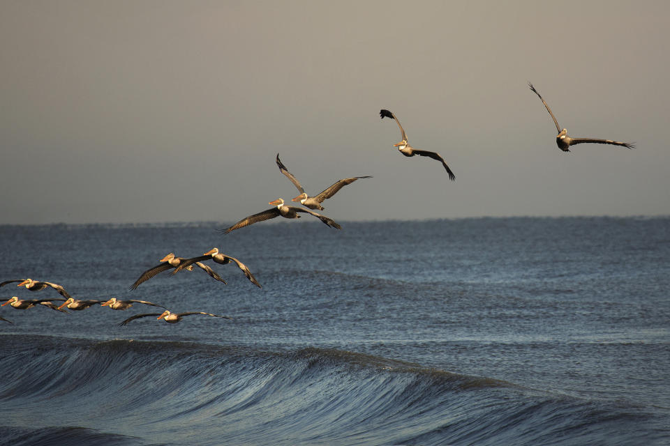 FILE - A squadron of brown pelicans glides over the ocean waves off Sandbridge beach in Virginia Beach, Va., in 2019. With climate change, plastic pollution and a potential sixth mass extinction, humanity has made some incredible messes in the world. But when people, political factions and nations have pulled together, they have also cleaned up some of those human-caused environmental problems. (L. Todd Spencer/The Virginian-Pilot via AP, File)