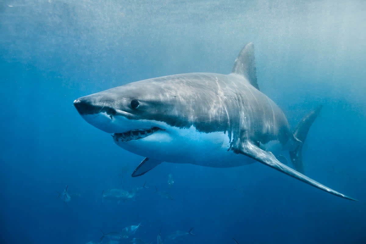 The great white shark is still roaming free (Getty Images/iStockphoto)