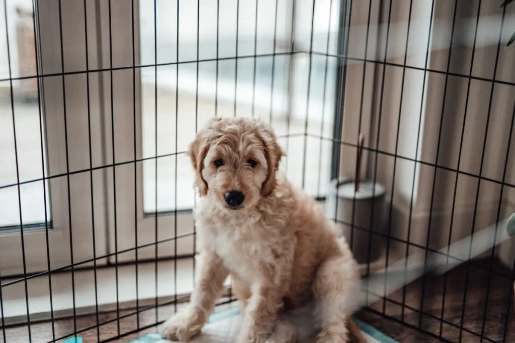 Dog at a boarding facility.