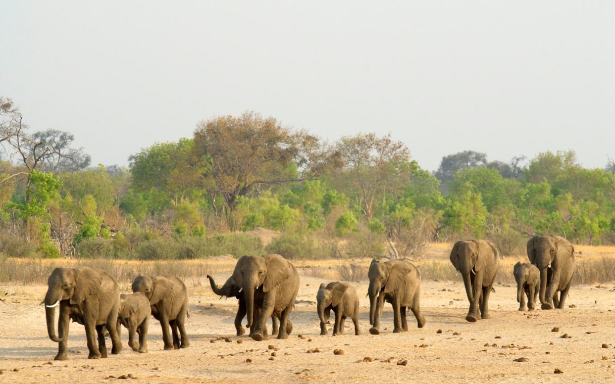 A large breeding herd of African Elephants in Zimbabwe's Hwange National Park  - Getty Images