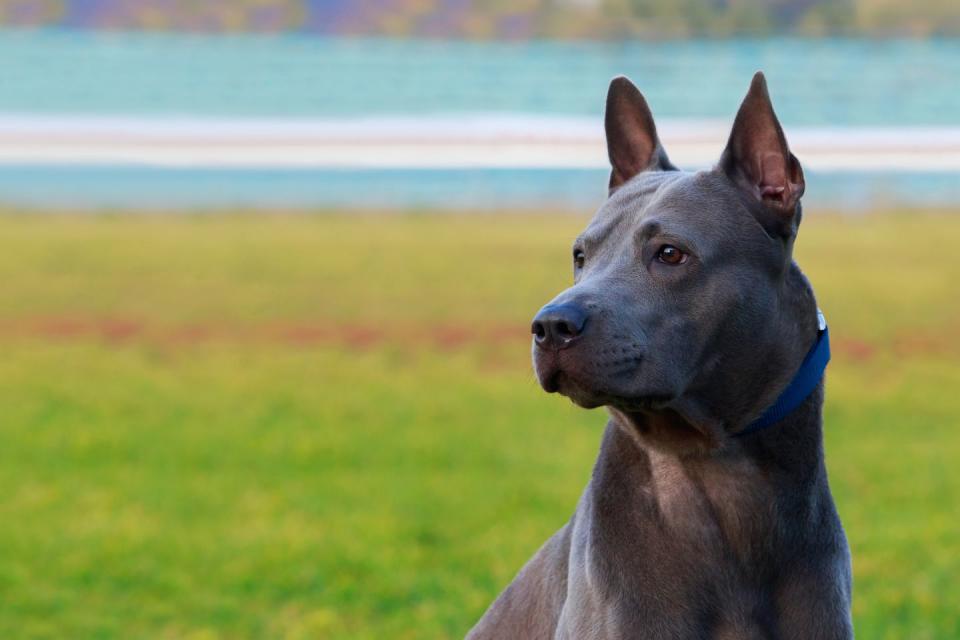 Thai Ridgeback