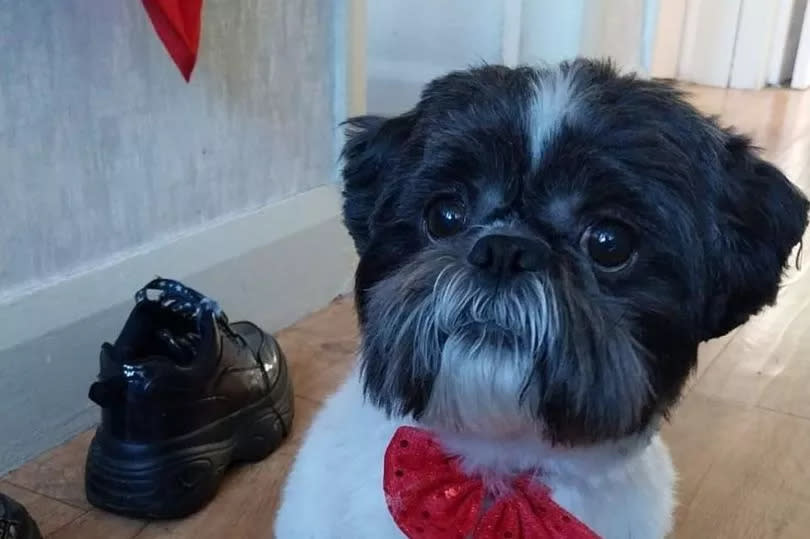 Jellybean the Shih Tzu was a beloved family pet