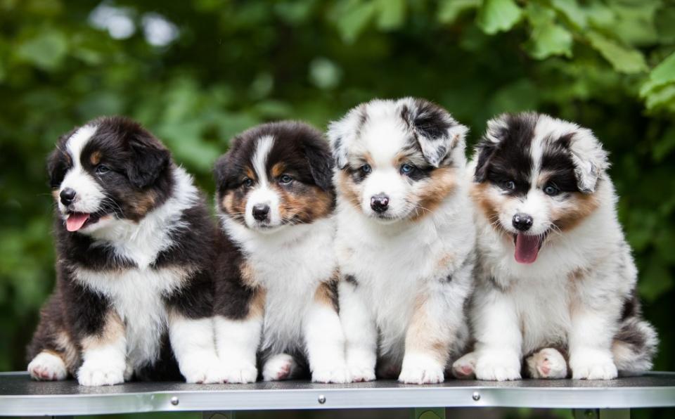 Australian Shepherd puppies sitting on table