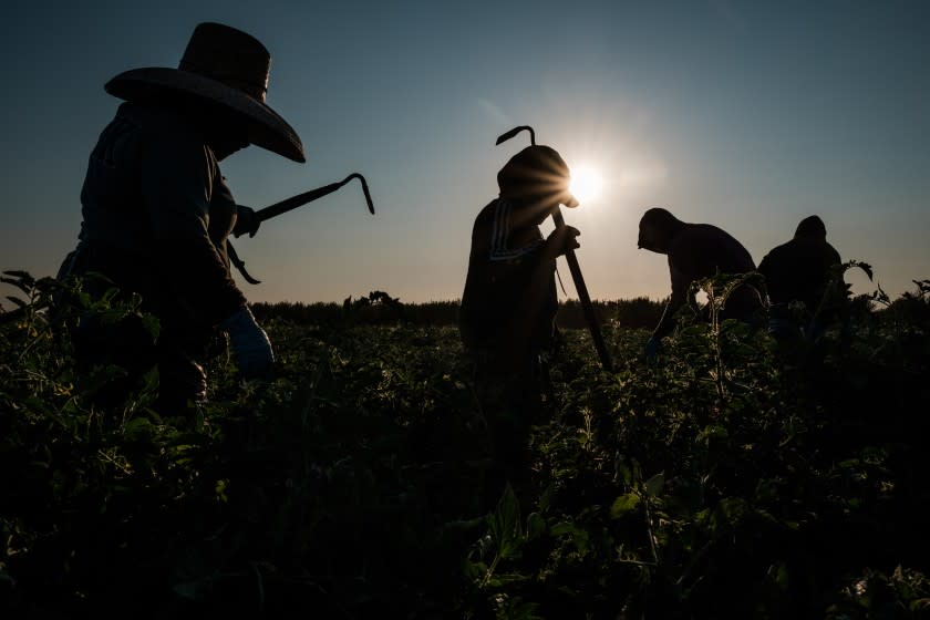 Farmworkers weed a tomato field in French Camp, California on July 24, 2020. More than 70% of new cases of coronavirus in California's fertile San Joaquin valley are Latino workers, but advocates say they lack testing and access to care.