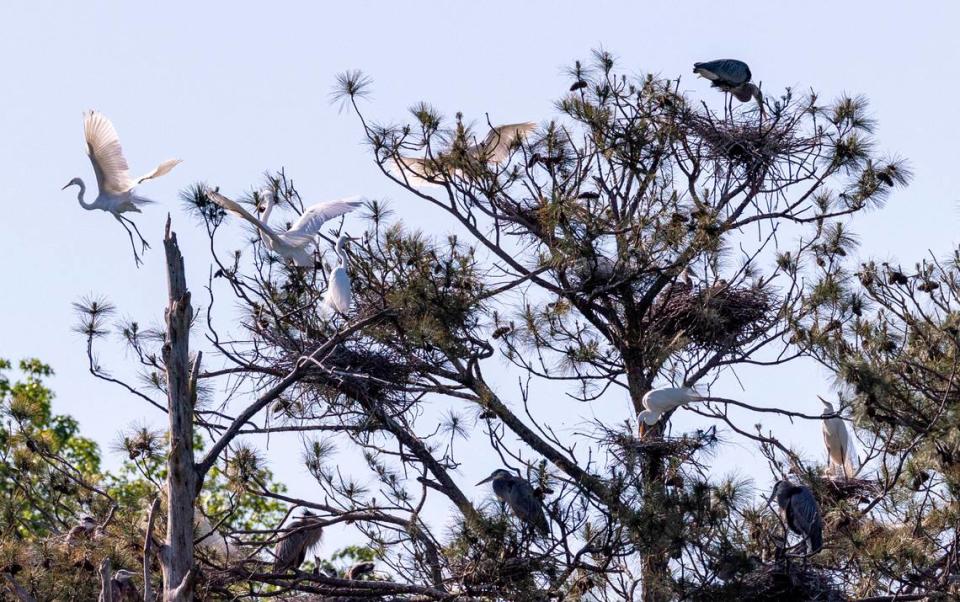 Great blue herons and great egrets roost in treetops on the edge of a beaver pond on Ellerbee Creek in Durham Wednesday, April 19, 2023.