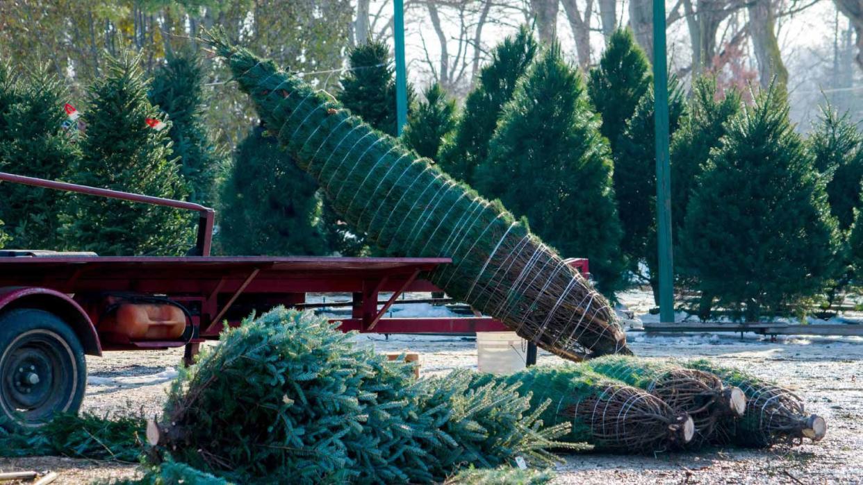 Christmas trees on field