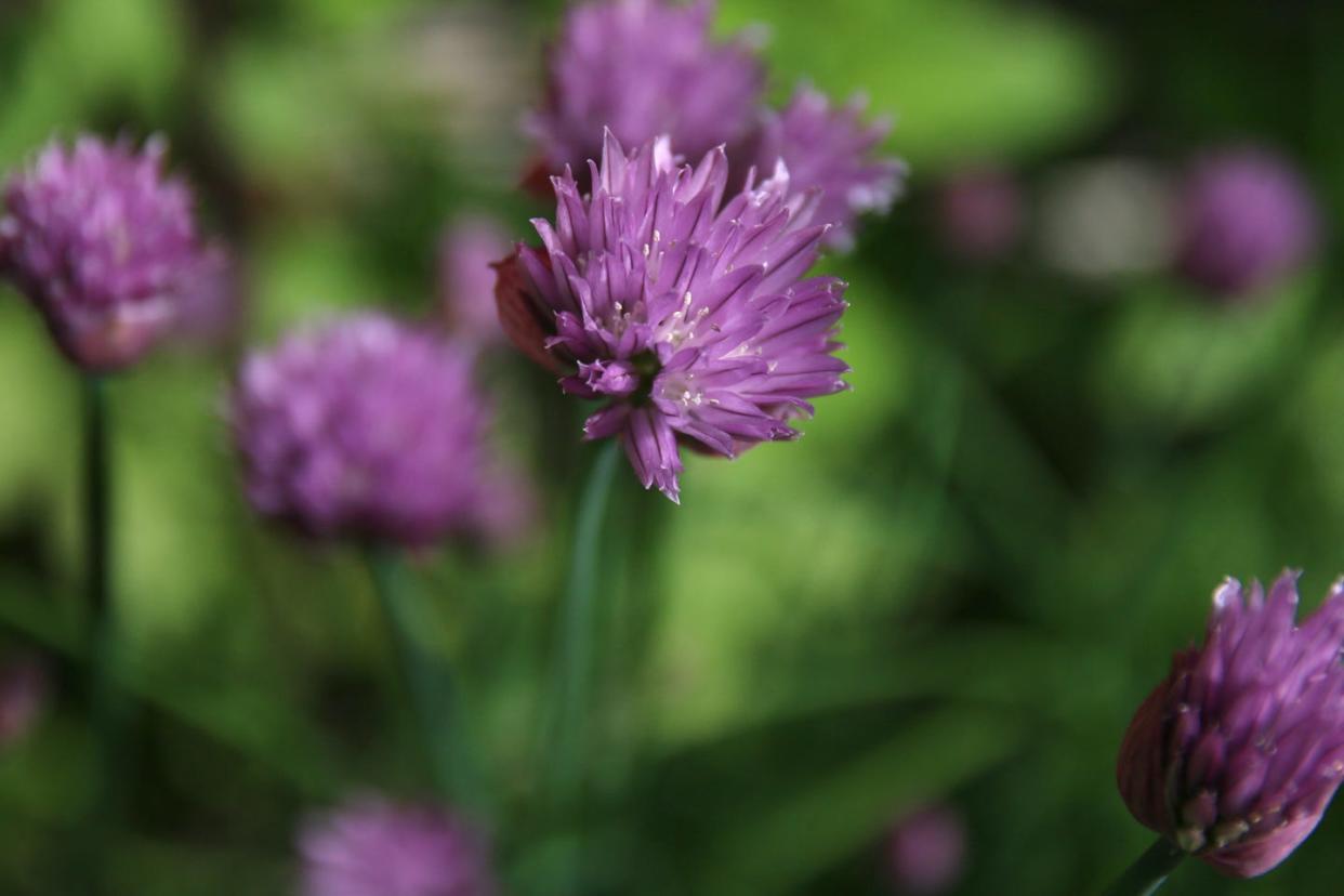 chives flowers