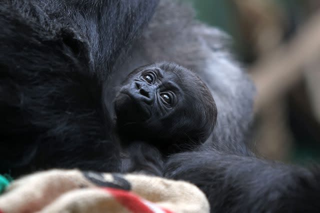 <p>Richard Gardner/Shutterstock </p> A critically endangered gorilla born at London Zoo