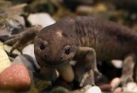 Mexico City opens axolotl museum at Chapultepec Zoo