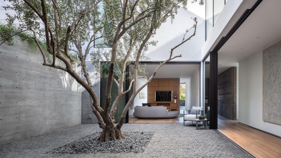 The courtyard with a mature olive tree. - Credit: Mike Kelley