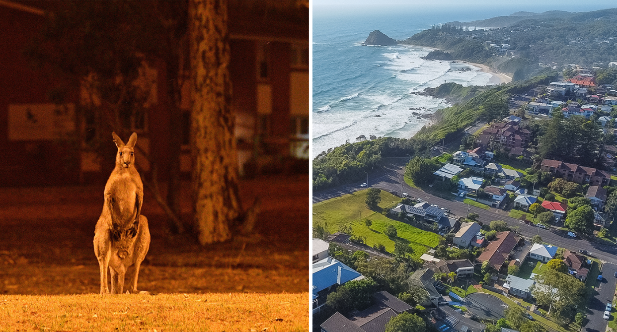 Left - a kangroo near Nowra during Black Summer. Right - an aerial view of Port Macquarie.